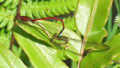 Oxyagrion