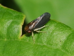 Oncopsis nigrinasi