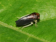 Oncopsis nigrinasi