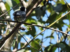 Conirostrum leucogenys