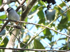 Conirostrum leucogenys