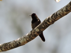 Chrysolampis mosquitus