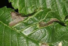 Agromyza aristata
