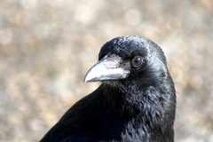 Corvus corone