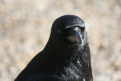 Corvus corone