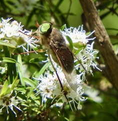 Scaptia abdominalis