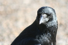 Corvus corone