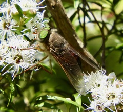Scaptia abdominalis