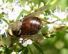 Scaptia abdominalis