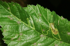 Agromyza aristata