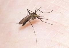 Aedes atropalpus
