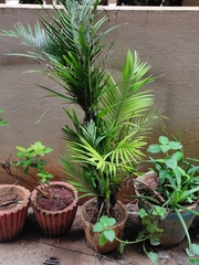 Arecaceae