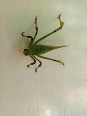 Cnemidophyllum lineatum