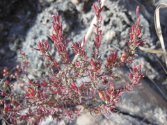 Megacorax gracielanus