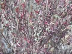 Megacorax gracielanus