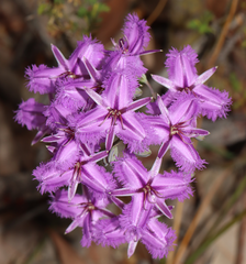 Thysanotus thyrsoideus