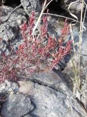 Megacorax gracielanus