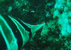 Cochleoceps bicolor