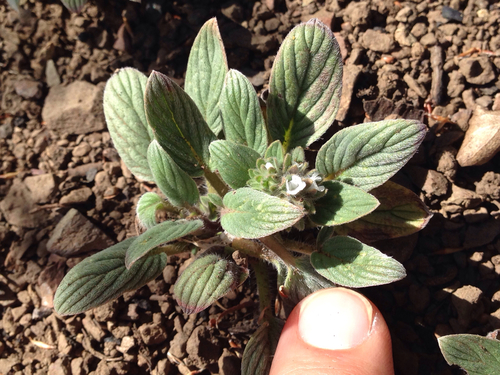 Mt. Diablo phacelia (Phacelia phacelioides)