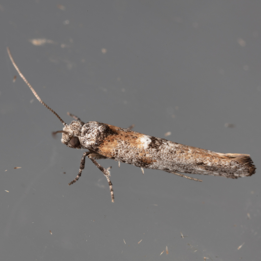 Zelleria ochroplagiata