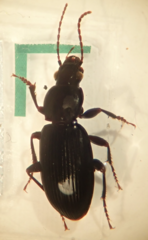 Rhytisternus miser
