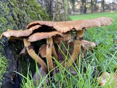 Armillaria mellea