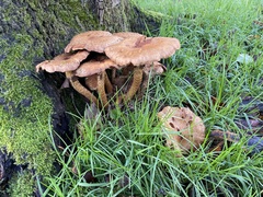 Armillaria mellea