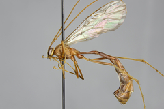 Enicospilus glabratus