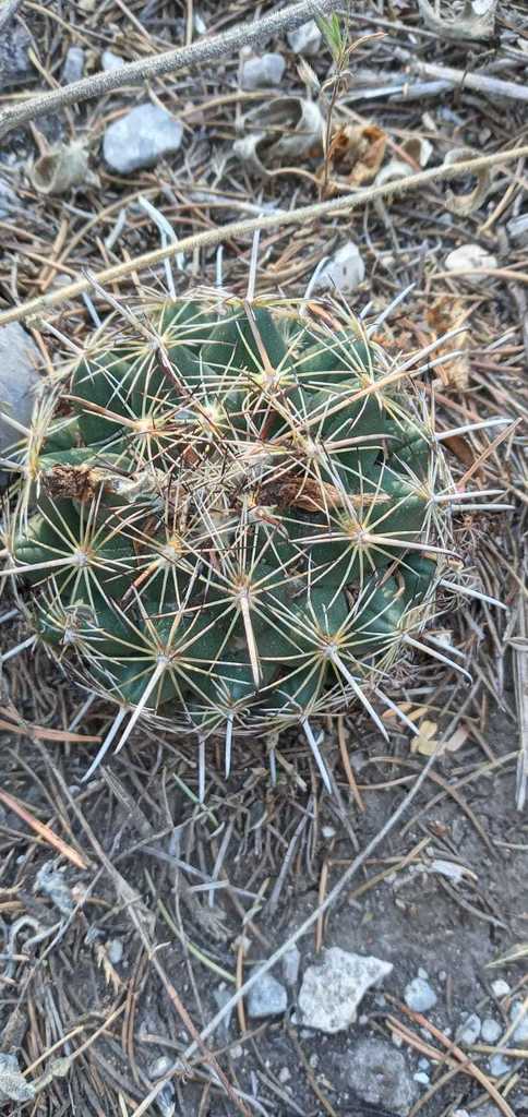 Coryphantha hintoniorum, Coahuila, MX