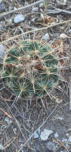 Coryphantha hintoniorum
