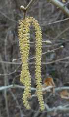 Corylus heterophylla