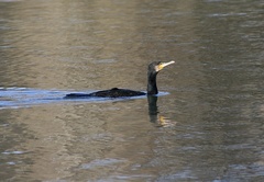 Phalacrocorax carbo
