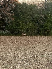 Odocoileus virginianus macrourus