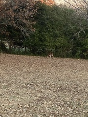 Odocoileus virginianus macrourus