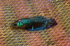 Betta imbellis