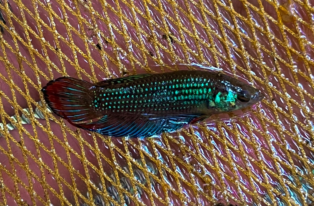 Crescent Betta