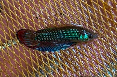 Betta imbellis