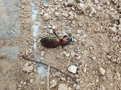 Carabus elysii
