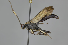 Cratichneumon unifasciatorius