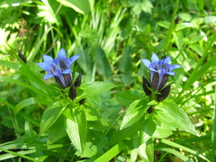 Gentiana dschungarica