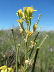 Erysimum inconspicuum