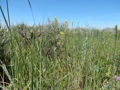 Erysimum inconspicuum
