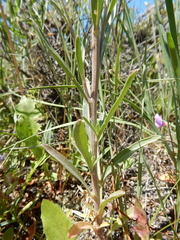 Erysimum inconspicuum