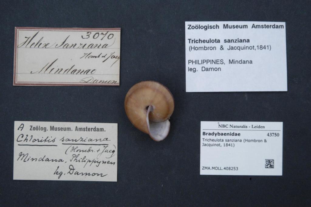 Tricheulota