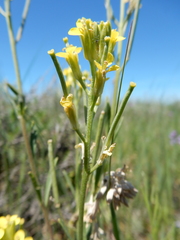 Erysimum inconspicuum