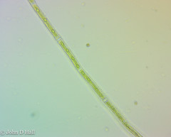 Gonatozygon monotaenium