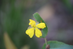 Hibbertia amplexicaulis