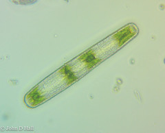 Penium margaritaceum