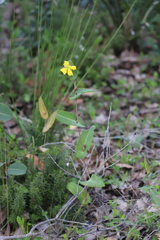 Hibbertia amplexicaulis