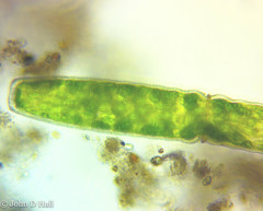 Pleurotaenium maximum